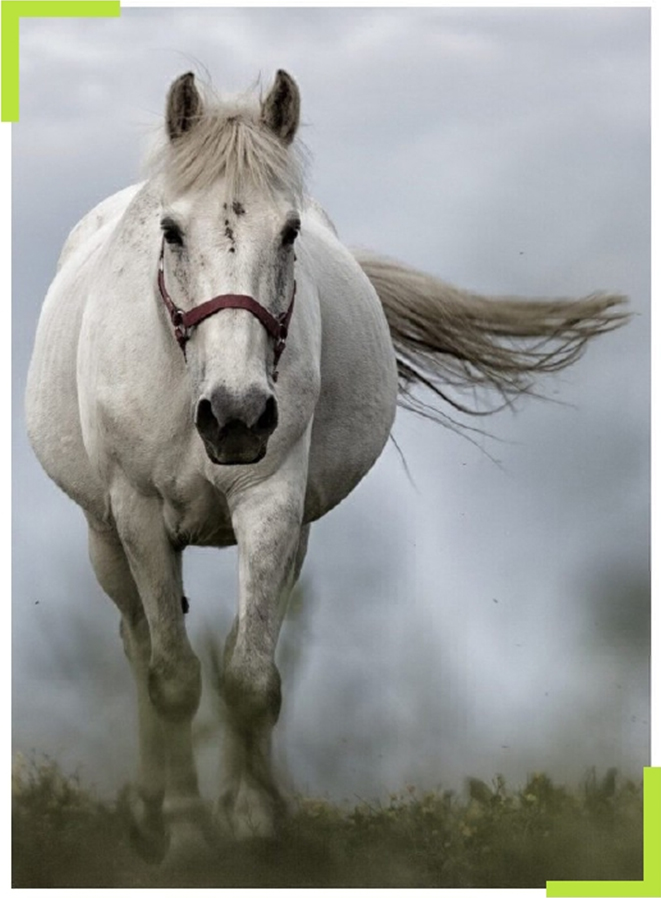 Tower Farm Equine Cleaning Services Ltd Horse 2